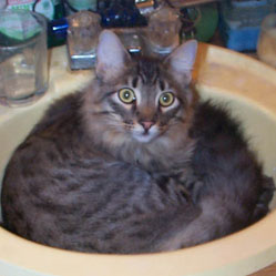Cats in Sinks