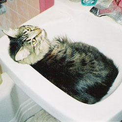 Cats in Sinks