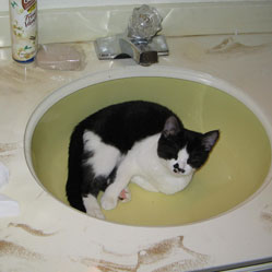 Cats in Sinks