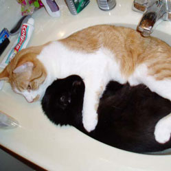 Cats in Sinks