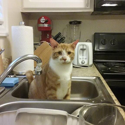 Cats in Sinks