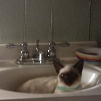 Cats in Sinks
