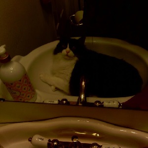 Cats in Sinks