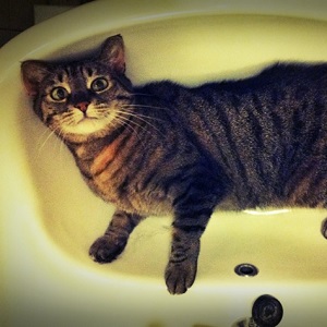 Cats in Sinks