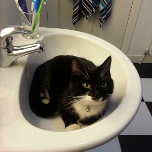Cats in Sinks