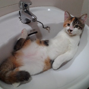 Cats in Sinks