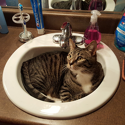 Cats in Sinks