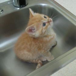 Cats in Sinks