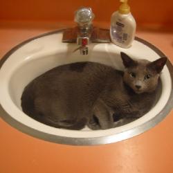 Cats in Sinks