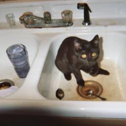 Cats in Sinks