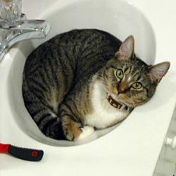Cats in Sinks