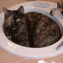 Cats in Sinks