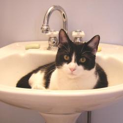 Cats in Sinks