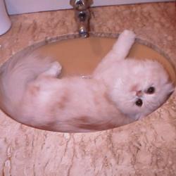 Cats in Sinks