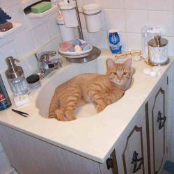 Cats in Sinks