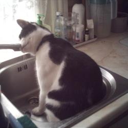 Cats in Sinks