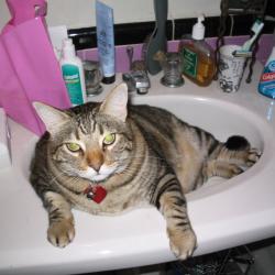 Cats in Sinks