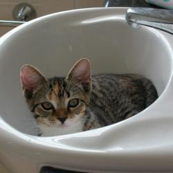 Cats in Sinks