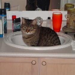 Cats in Sinks
