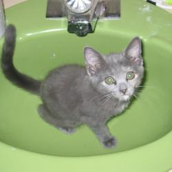 Cats in Sinks