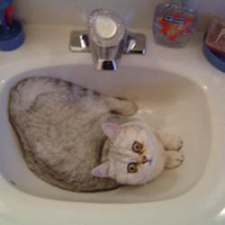 Cats in Sinks