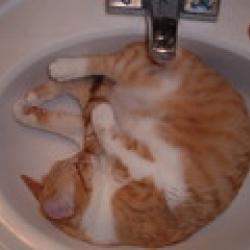 Cats in Sinks