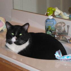 Cats in Sinks