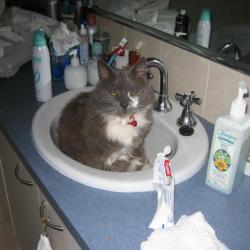 Cats in Sinks