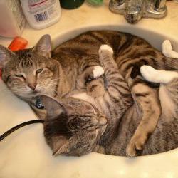 Cats in Sinks