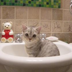 Cats in Sinks