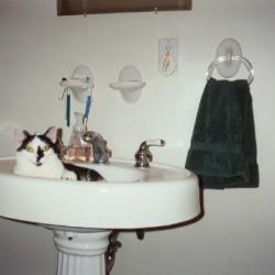 Cats in Sinks