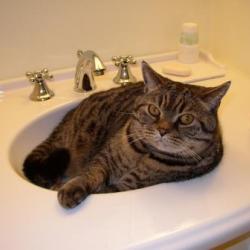 Cats in Sinks