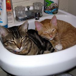 Cats in Sinks