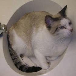 Cats in Sinks