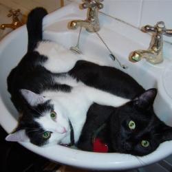 Cats in Sinks