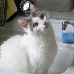 Cats in Sinks
