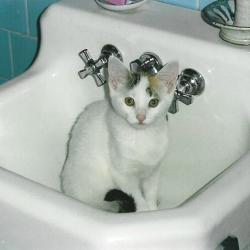 Cats in Sinks