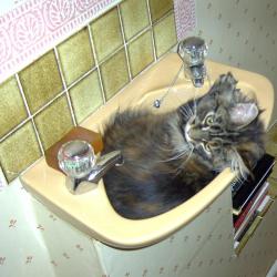 Cats in Sinks