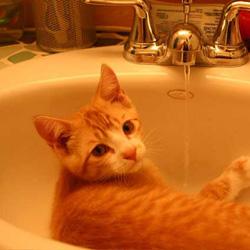 Cats in Sinks