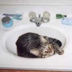 Cats in Sinks