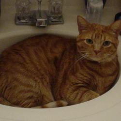 Cats in Sinks