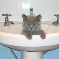 Cats in Sinks