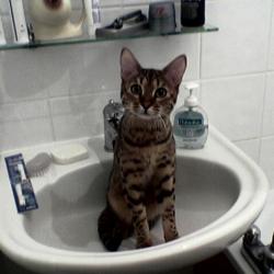Cats in Sinks