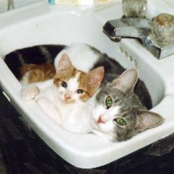 Cats in Sinks
