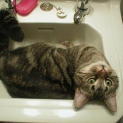 Cats in Sinks