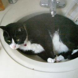 Cats in Sinks