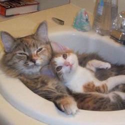 Cats in Sinks