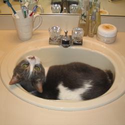 Cats in Sinks