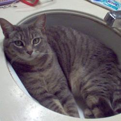 Cats in Sinks