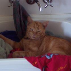 Cats in Sinks